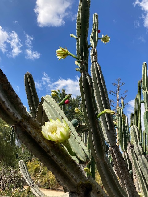 フラトン植物園ーカリフォルニア自生植物とサボテン園 アバウトな情報科学博士のアメリカ フラトン植物園ーカリフォルニア自生植物とサボテン園 アバウトな情報科学博士のアメリカ