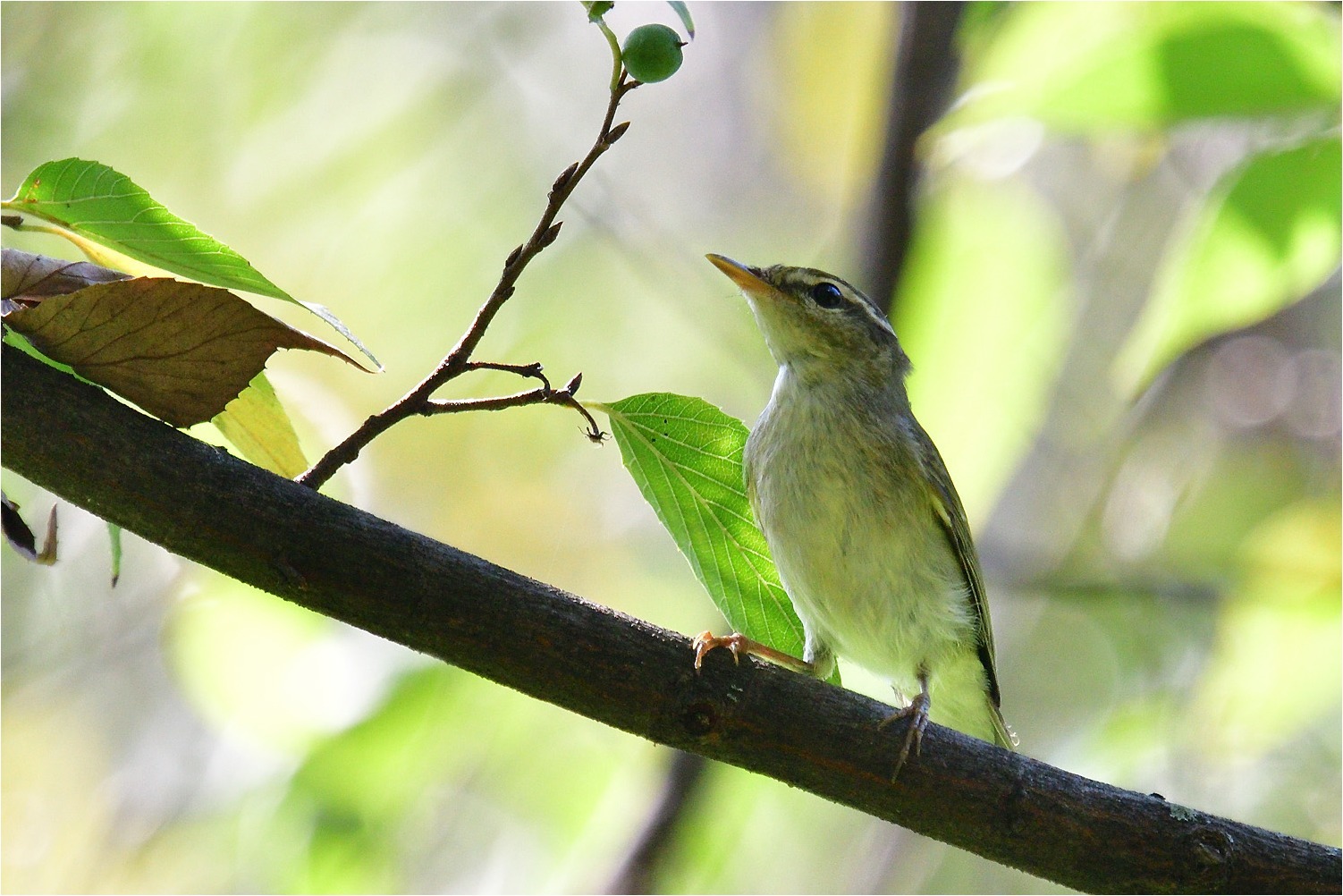 公園探鳥_a0076493_13324183.jpg