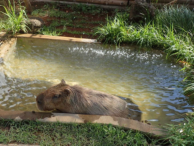 子ども動物園すてっぷ より 長老オオワシ ありがとうカピバラ マオ 上野動物園 September 続々 動物園ありマス