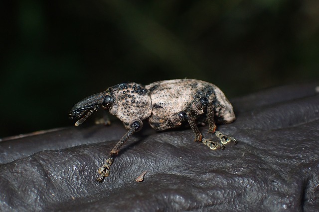 甲虫 ３種 21 10 13 オリーブアナアキゾウムシ カタシロゴマフカミキリ ヒロオビジョウカイモドキ 舞岡公園の自然２
