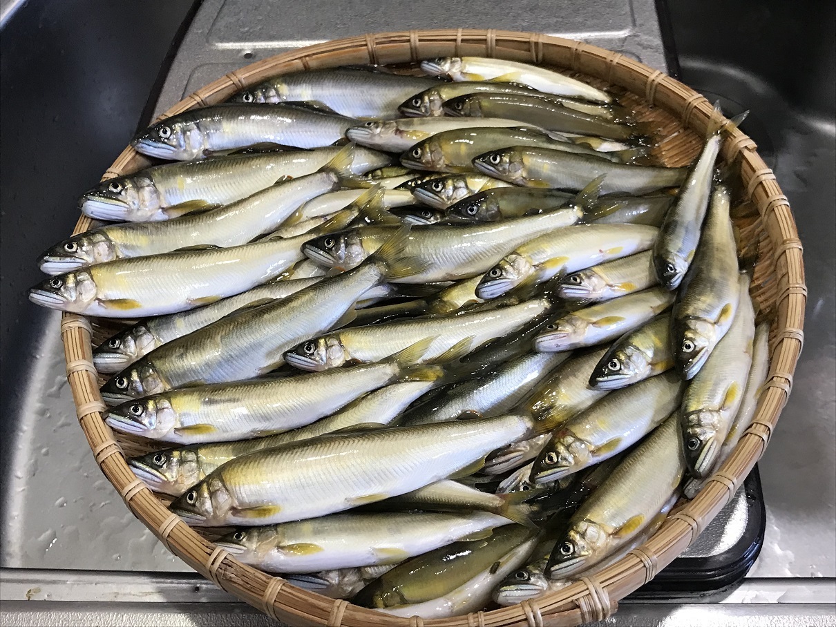 鮎毛バリ釣り(ドブ釣り)にチャレンジされる方に_a0284480_19520704.jpg