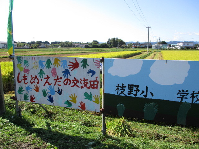 稲刈について（下目黒小・枝野小）_d0247484_11222039.jpg