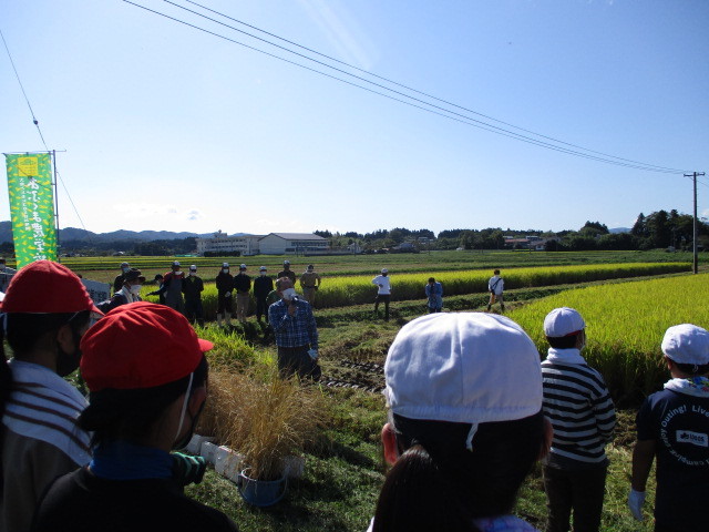 稲刈について（下目黒小・枝野小）_d0247484_11230434.jpg