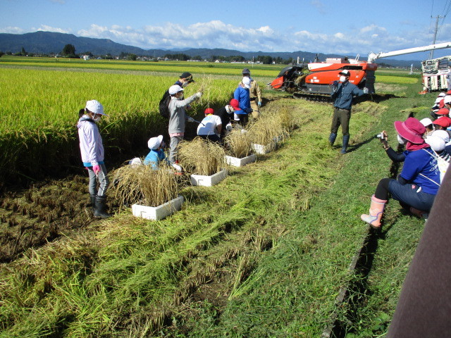 稲刈について（下目黒小・枝野小）_d0247484_11274738.jpg