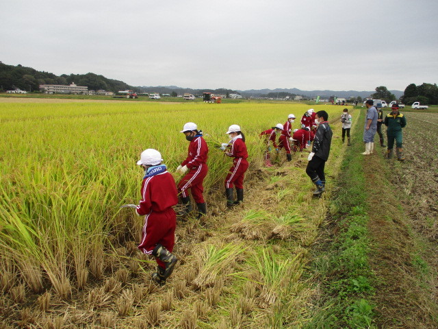 稲刈りについて(緑ヶ丘小・北郷小)_d0247484_13444683.jpg
