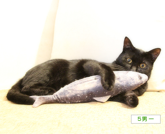 魚のさばき方_a0389088_16385923.jpg