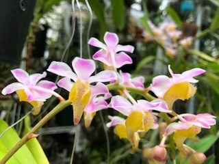 Aerides.odorata #02_d0007501_16091520.jpg