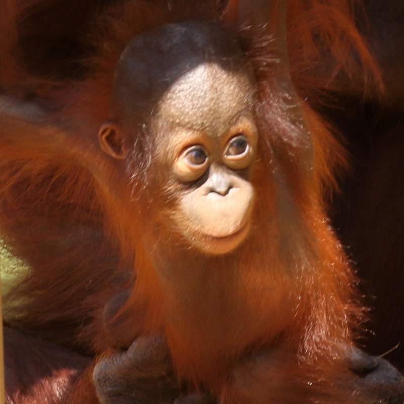 オランウータンさん専用 JAMMIN | Social Wear Brand