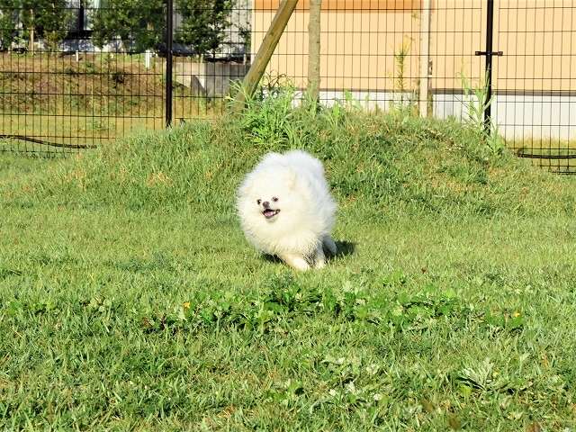 カングー危機一髪_d0360206_19032470.jpg