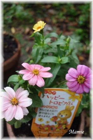 秋明菊 咲いてます_d0387712_18540423.jpg