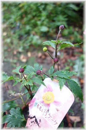 秋明菊 咲いてます_d0387712_18540794.jpg