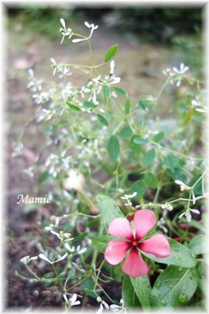 秋明菊 咲いてます_d0387712_18541068.jpg