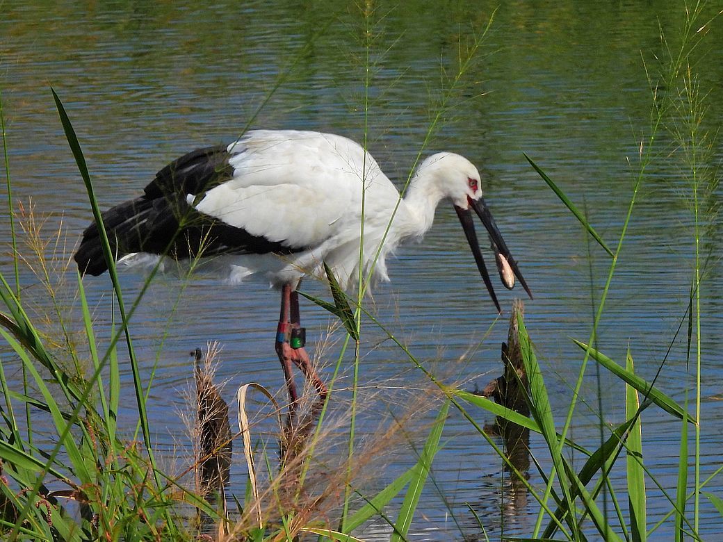 コウノトリ来てます♪・・ギロっ！ この鋭い目つきがなつかしい：多々良沼（１０月１４日）_a0031821_14225796.jpg