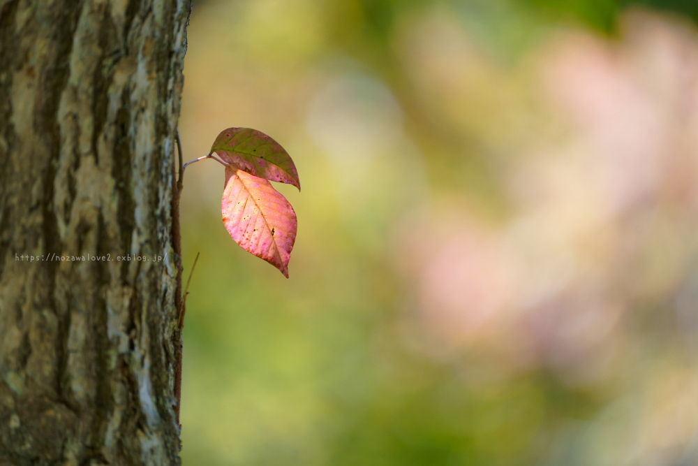 サンシャイントレイルの一部を散策~紅葉の志賀高原_b0404739_20495788.jpg