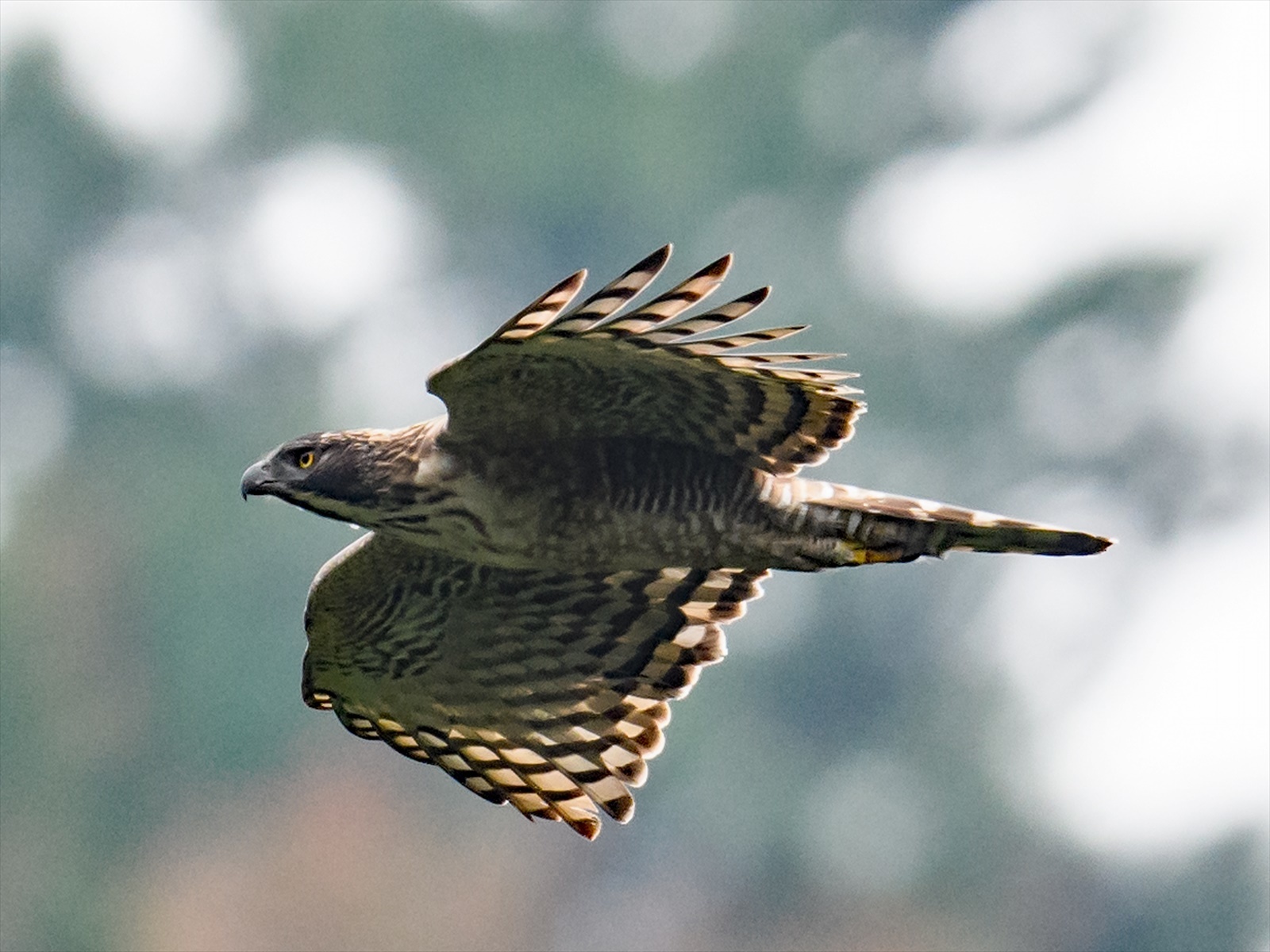 熊鷹 クマタカ 四季の鳥達歌