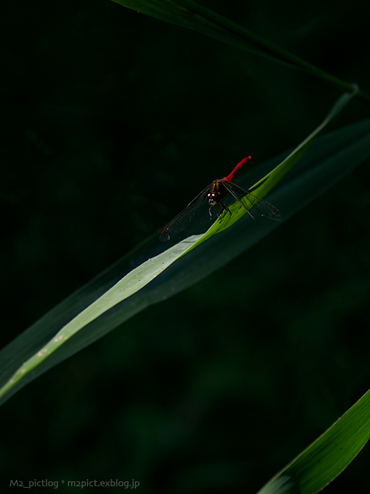 秋へ_e0097970_22243048.jpg