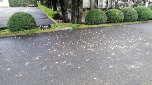 出勤 落葉が重い_c0212083_18455407.jpg