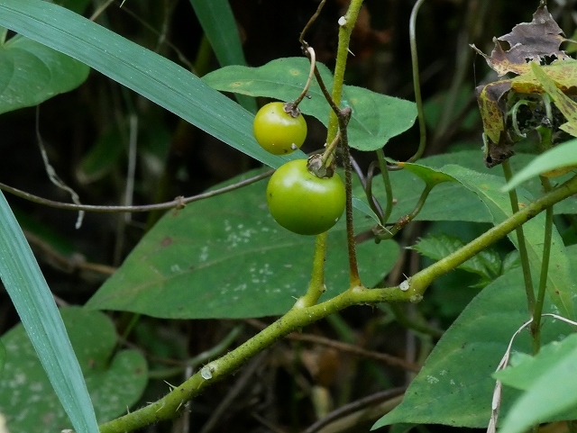 秋の草木の実 花と葉っぱ