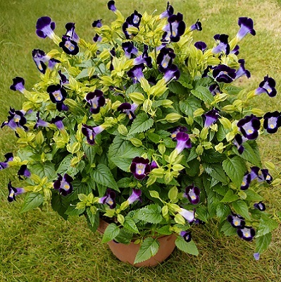 10月に咲く青い花 トレニア と スーパートレニア カタリーナ ブルーリバー 健気に育つ植物たち