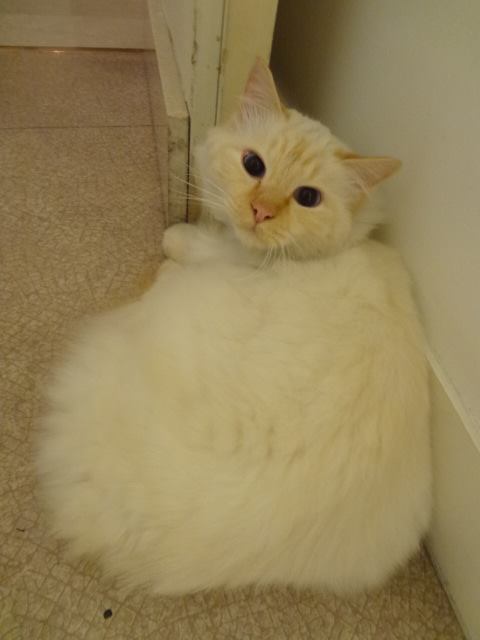 ホテル ル・ブリストルパリ 看板猫のフェーブ 2点 陶器 ねこ