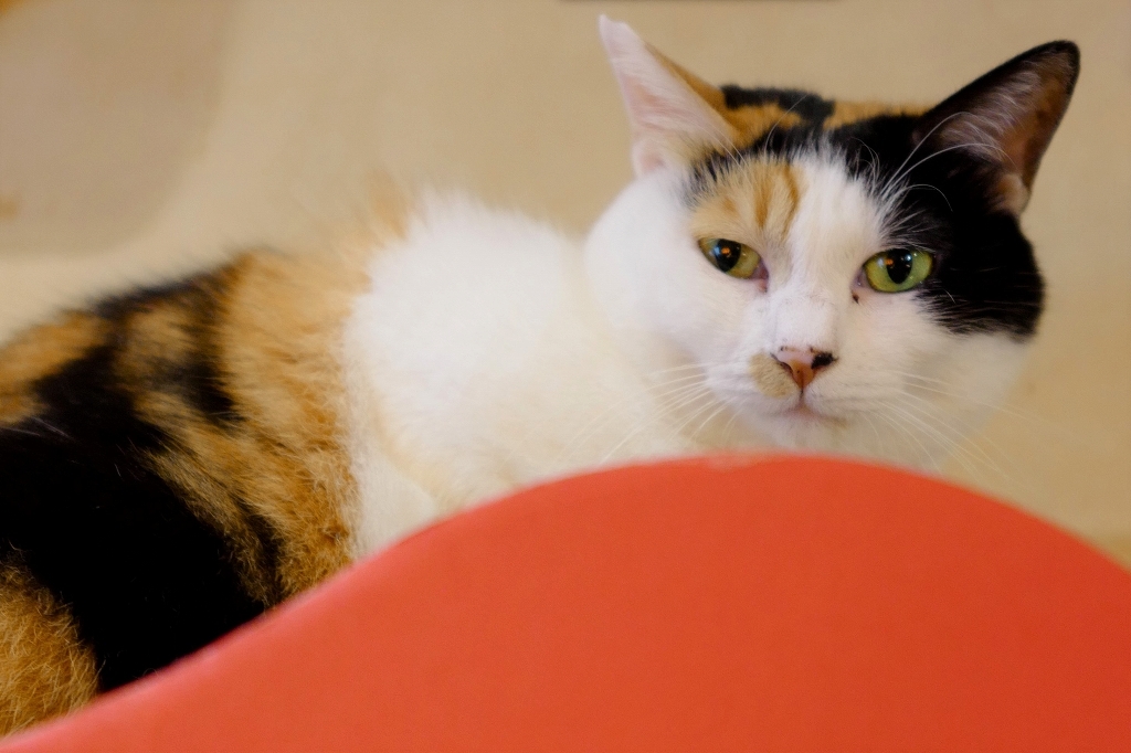 猫尽くし ～カフェ ダミアーノ～_a0169902_22384046.jpg