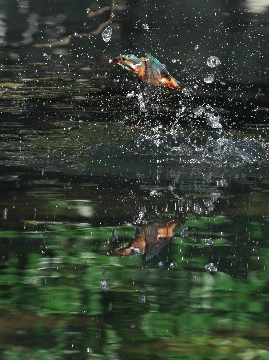 カワセミの離水_b0408917_06043029.jpg