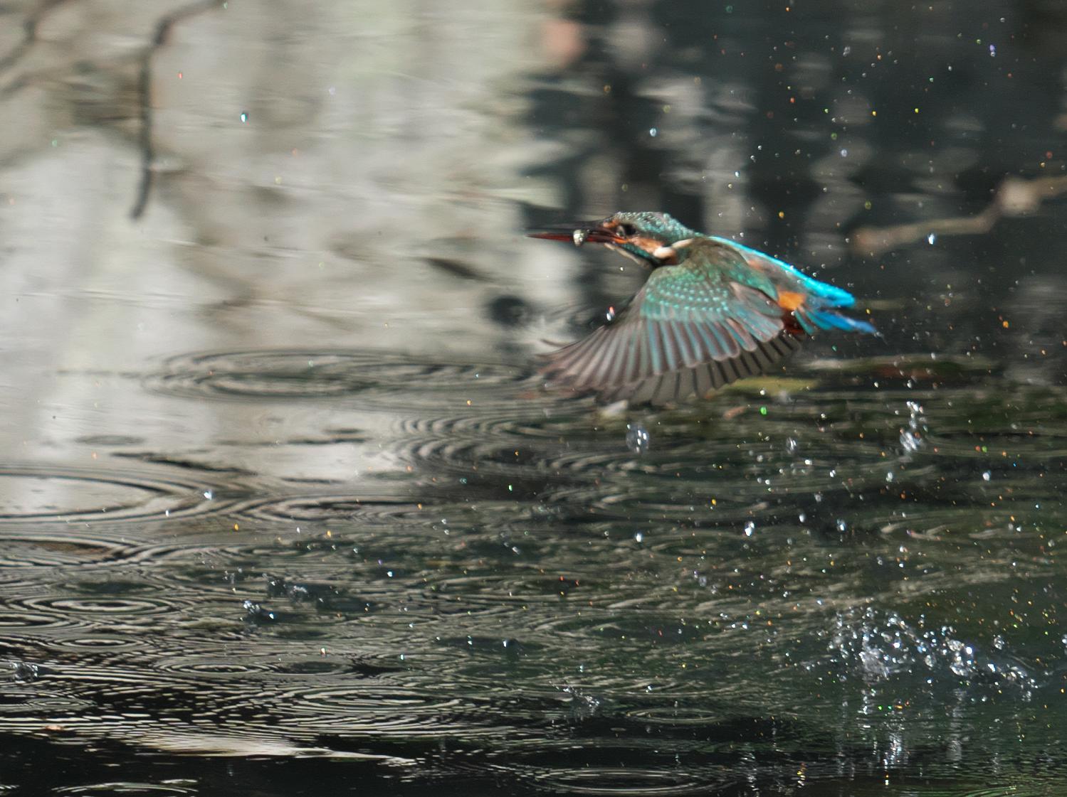 カワセミの離水_b0408917_06055477.jpg