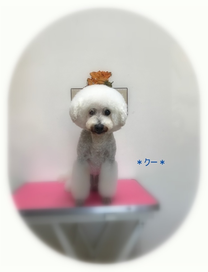 クーくん_a0315823_19134670.jpg
