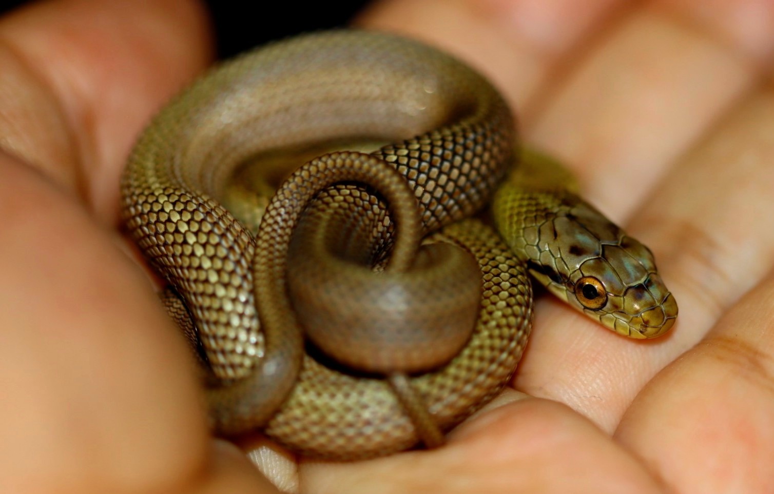青くないアオダイショウ ワイルド ワイルド