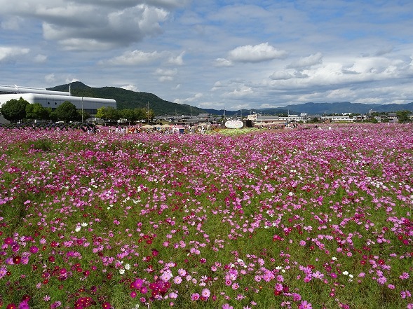 亀岡 夢コスモス園 彩の気まぐれ写真