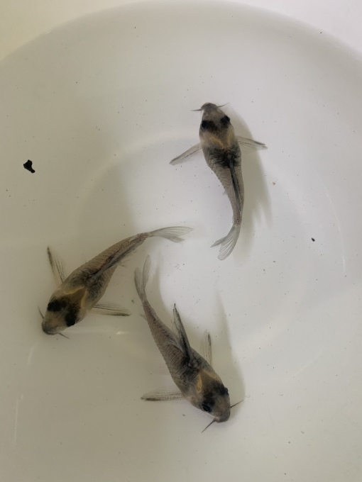 最新入荷情報_f0212047_23163600.jpeg