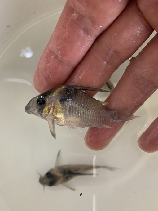 最新入荷情報_f0212047_23165152.jpeg