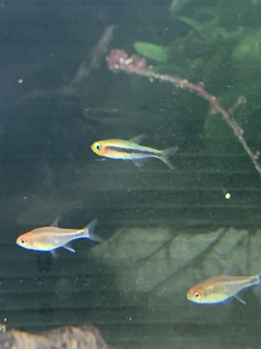 最新入荷情報_f0212047_23195002.jpeg