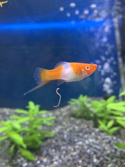 最新入荷情報_f0212047_23204919.jpeg