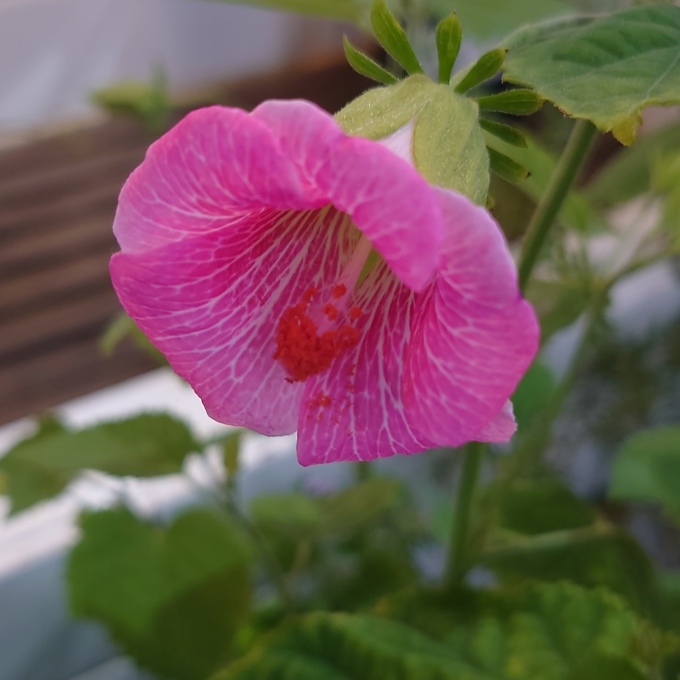 アブチロンの種類 初めて見た花 写真と短い文章 ５