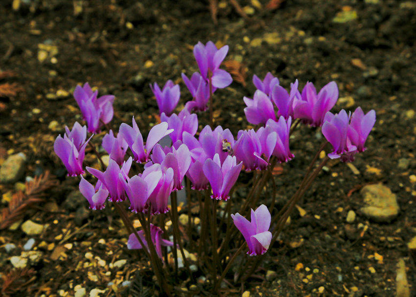 散歩代わりに宇治の植物公園へ_a0105680_22490846.jpg