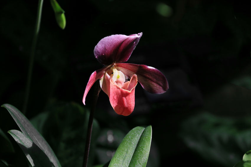 散歩代わりに宇治の植物公園へ_a0105680_22495973.jpg