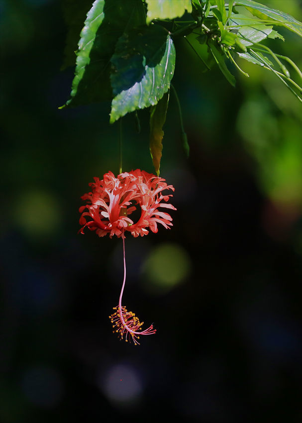 散歩代わりに宇治の植物公園へ_a0105680_22501035.jpg