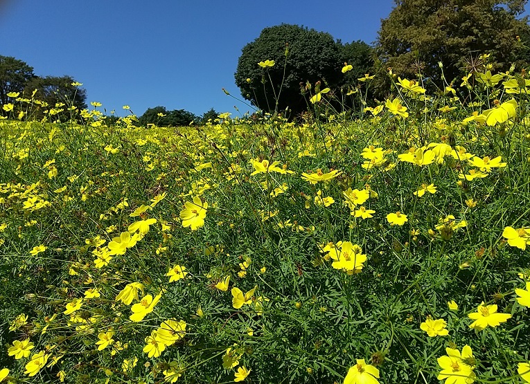 黄色いコスモス_b0117785_14432149.jpg
