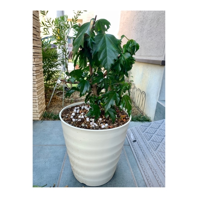 ハイビスカスの冬支度 編み好き Amiami通信