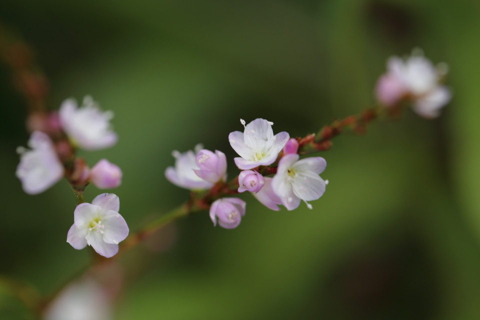 サクラタデ（桜蓼）_d0354901_23425130.jpg