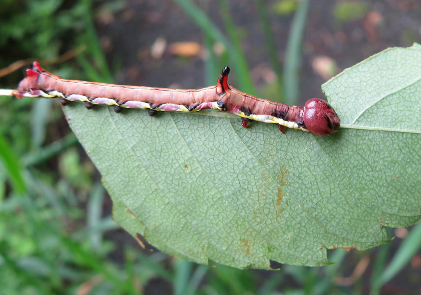 とても個性的なイモムシ : 昆虫ブログ むし探検広場
