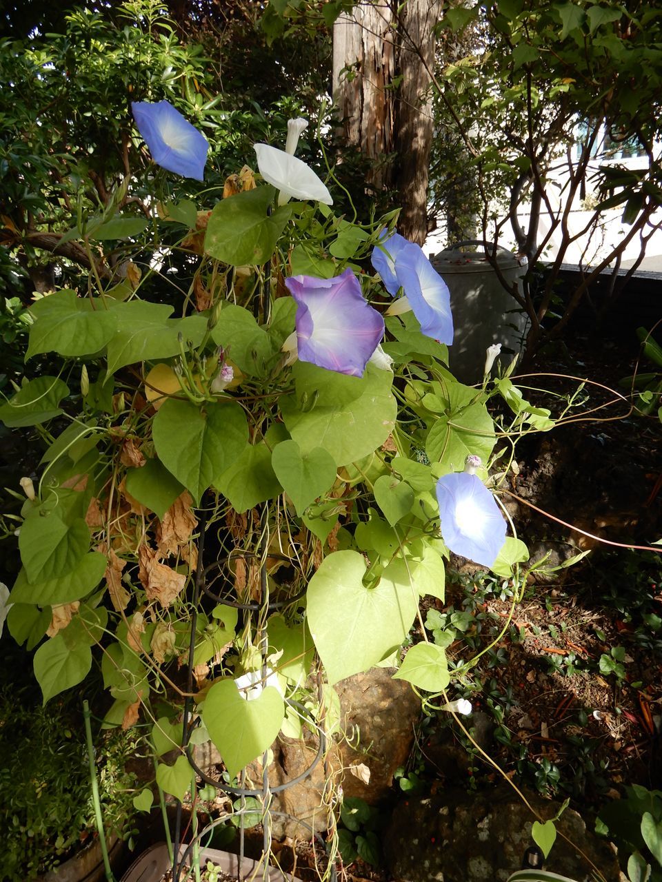 いよいよ寒くなってきました_c0025115_20473891.jpg
