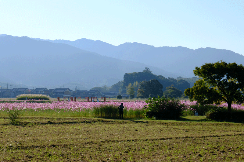 奈良県  御所市九品寺と橿原市藤原京跡のコスモスを散策_a0216227_22361190.gif