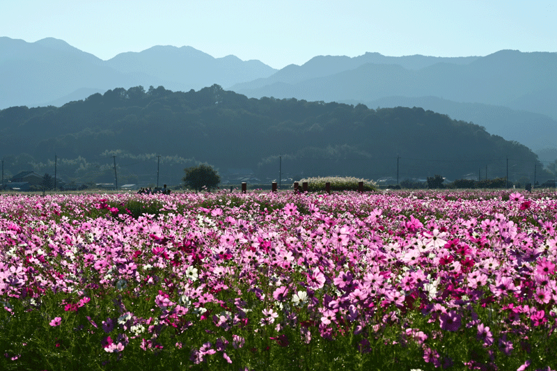 奈良県  御所市九品寺と橿原市藤原京跡のコスモスを散策_a0216227_22420509.gif