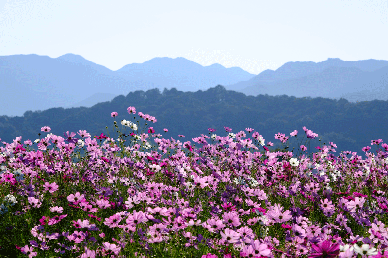 奈良県  御所市九品寺と橿原市藤原京跡のコスモスを散策_a0216227_22505369.gif