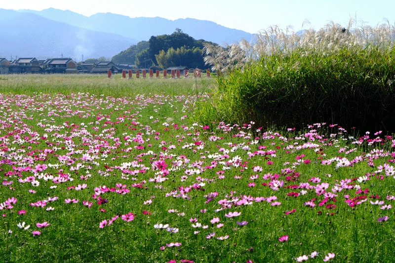 奈良県  御所市九品寺と橿原市藤原京跡のコスモスを散策_a0216227_22580849.gif