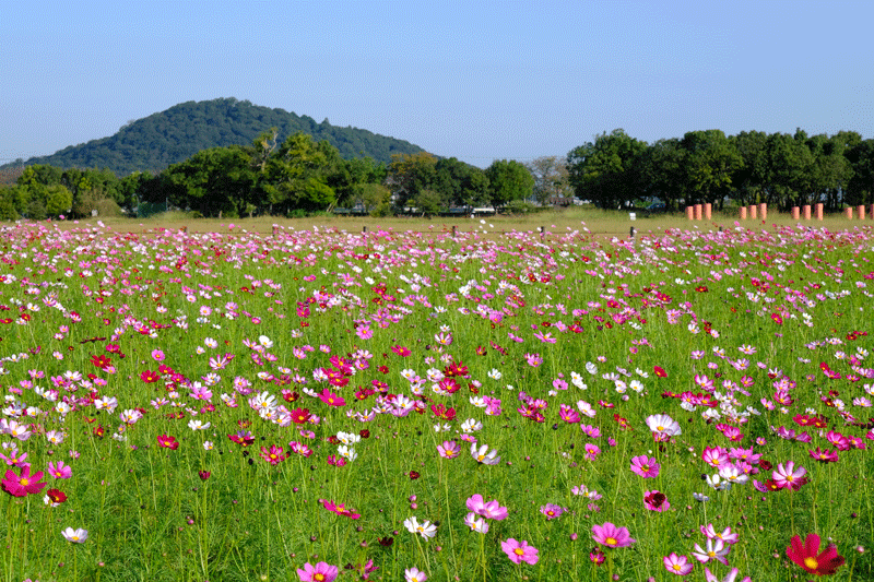 奈良県  御所市九品寺と橿原市藤原京跡のコスモスを散策_a0216227_23020813.gif