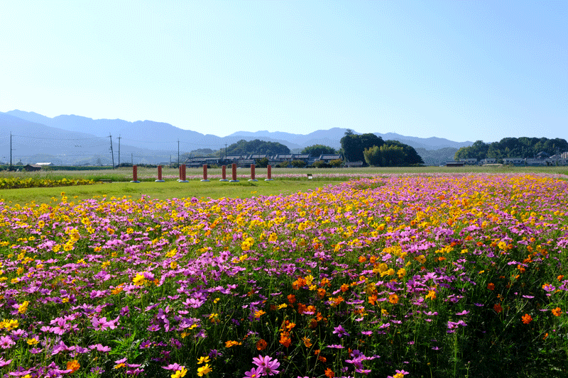 奈良県  御所市九品寺と橿原市藤原京跡のコスモスを散策_a0216227_23130860.gif