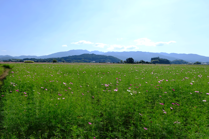 奈良県  御所市九品寺と橿原市藤原京跡のコスモスを散策_a0216227_23213952.gif